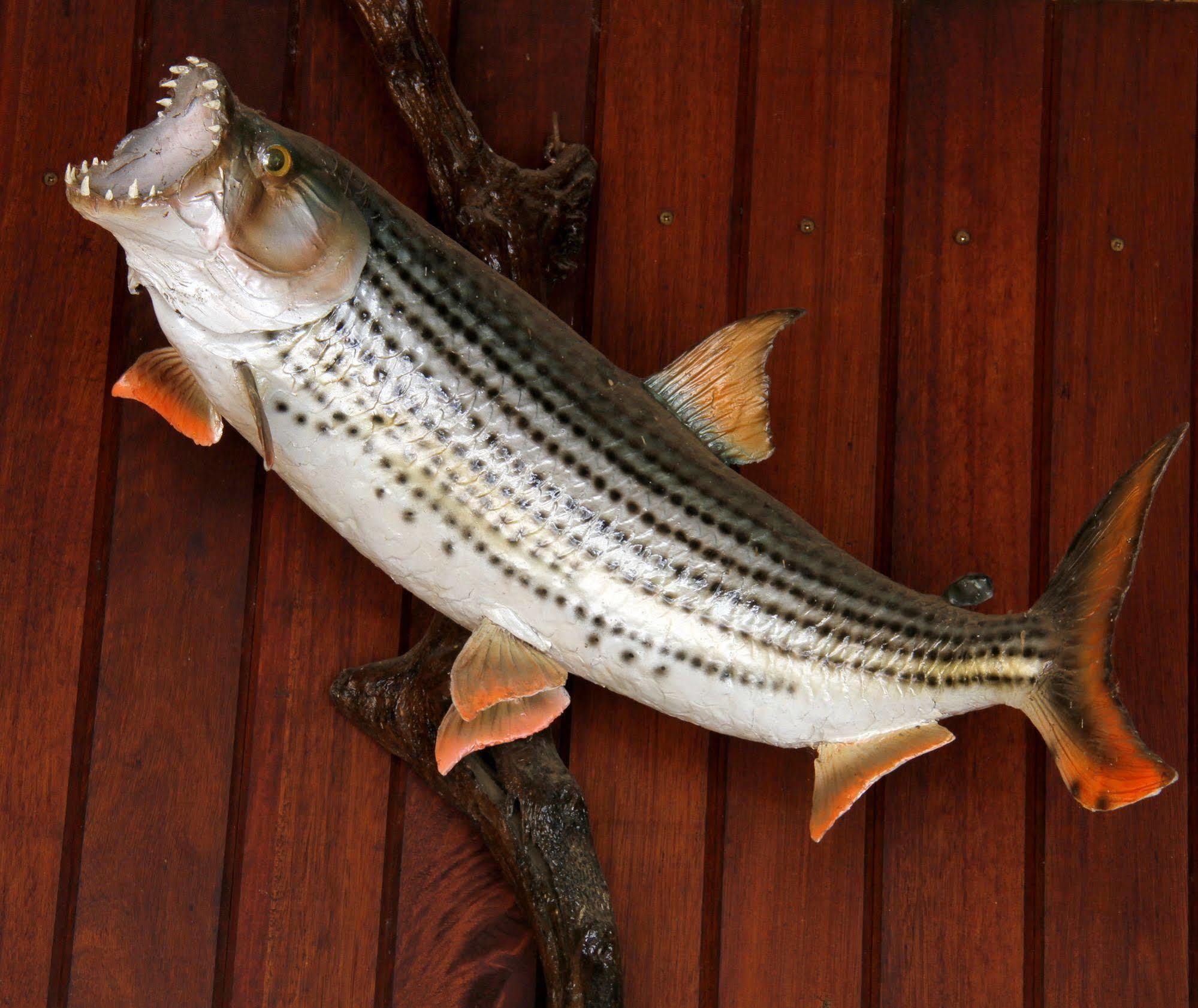 Shayamoya Tiger Fishing And Game Lodge Pongola Zewnętrze zdjęcie
