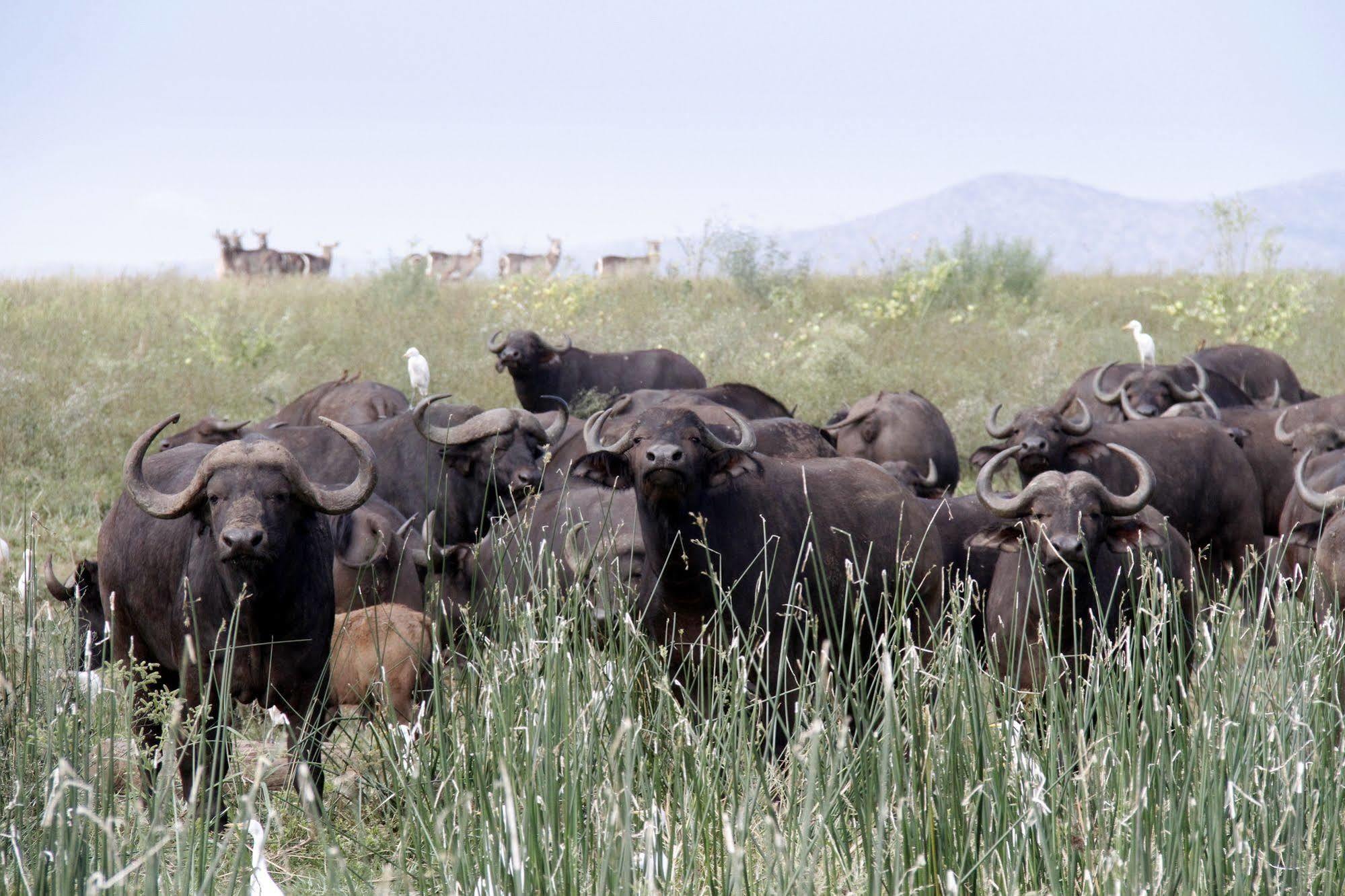 Shayamoya Tiger Fishing And Game Lodge Pongola Zewnętrze zdjęcie